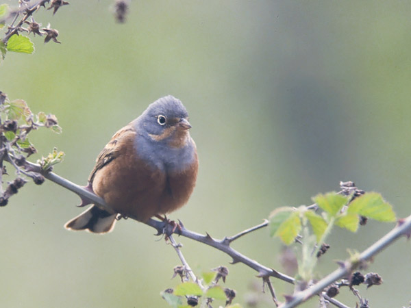 Ruostekurkkusirkku, Cretzschmar's Bunting, Emberiza caesia